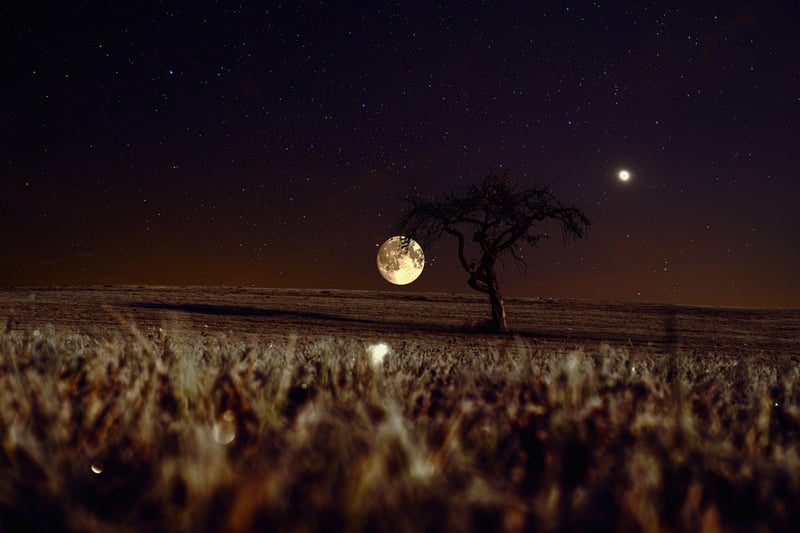 Mystical Meadow