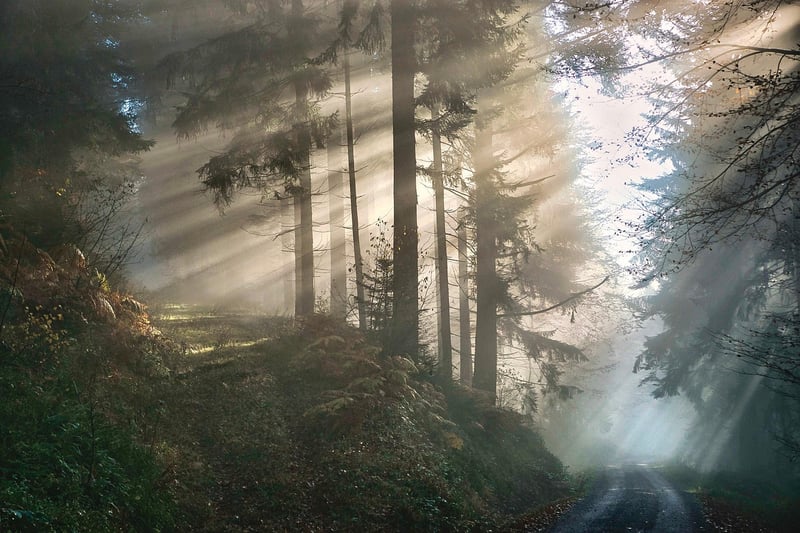 Mystical Meadow